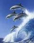 dolphin.jpg.jpg